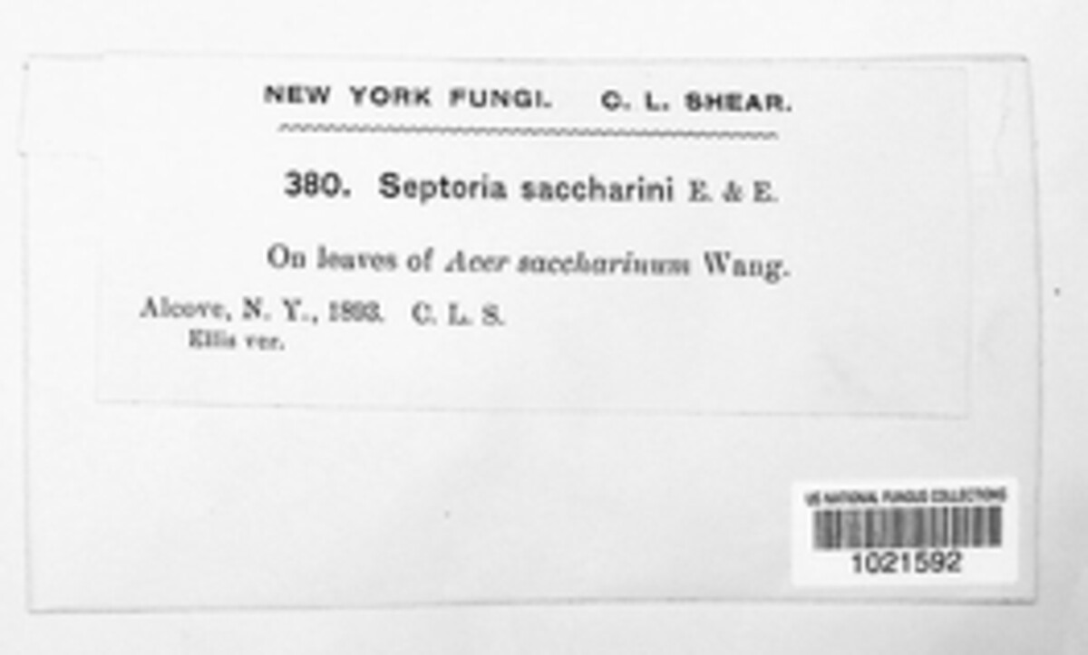 Septoria saccharini image
